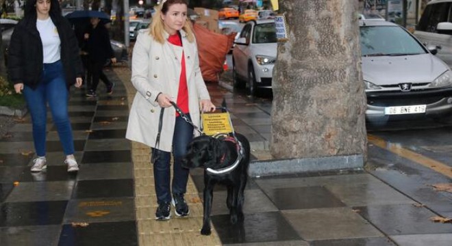 Ankara'da bir rehber köpek var