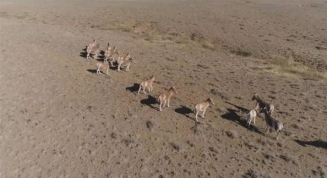Kayıp hayvanlar Çin'de tekrar ortaya çıktı
