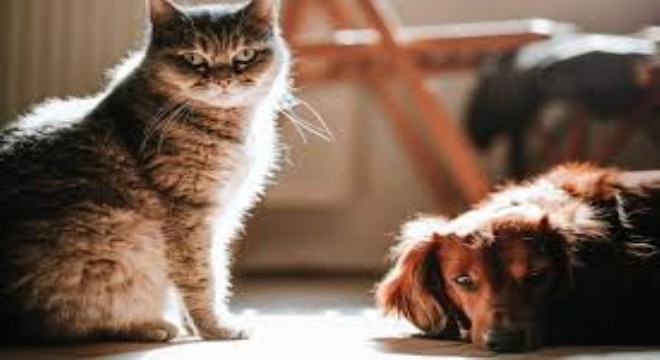 Martta Evcil Hayvan Ürünleri Fırladı, Balık Fiyatları Düştü