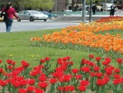 Ankara'ya 6 milyon çiçek