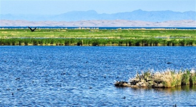Çin'in en büyük iç tatlı su gölü on binlerce göçmen kuş yavrusunu ağırlıyor